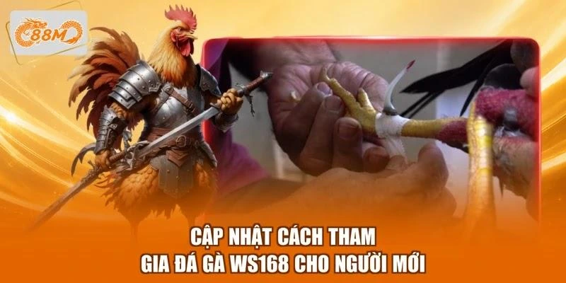 Cập nhật cách tham gia đá gà WS168 cho người mới