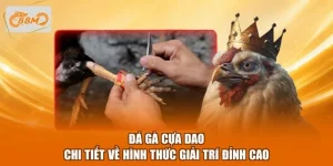 Đá Gà Cựa Dao - Chi Tiết Về Hình Thức Giải Trí Đỉnh Cao