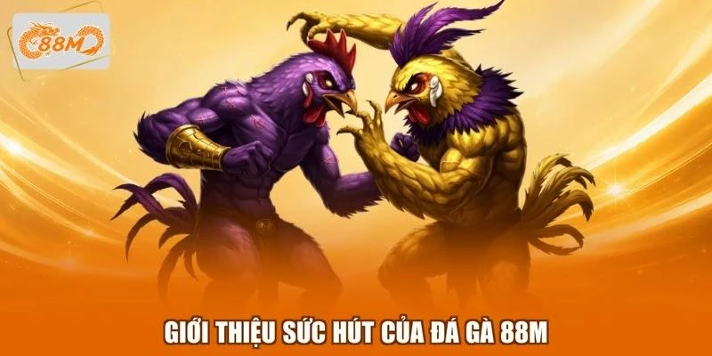 Giới thiệu sức hút của đá gà 88M
